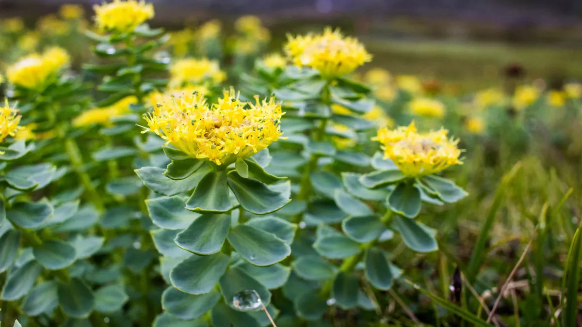 Plantes adaptogènes : un remède anti-stress ?